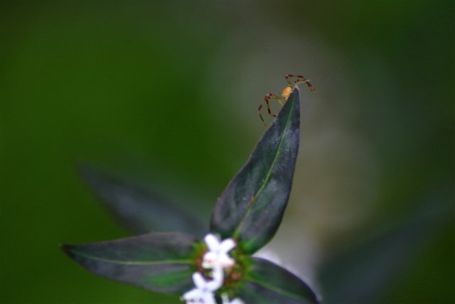 spider on flower 2.jpg