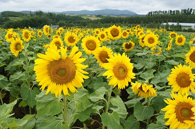 Japan-Hokkaido12802-1036.jpg