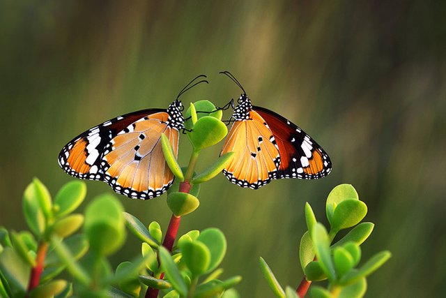 Butterfly-art-1.jpg