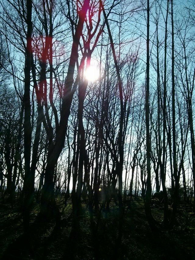 winter sun.jpg