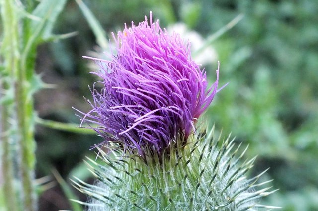 x083-Thistle.jpg