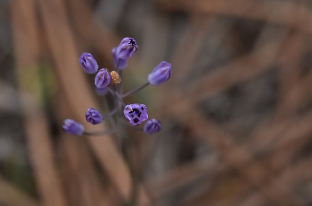 wild hyacinth Scilla monophyllos autumn 2.jpg