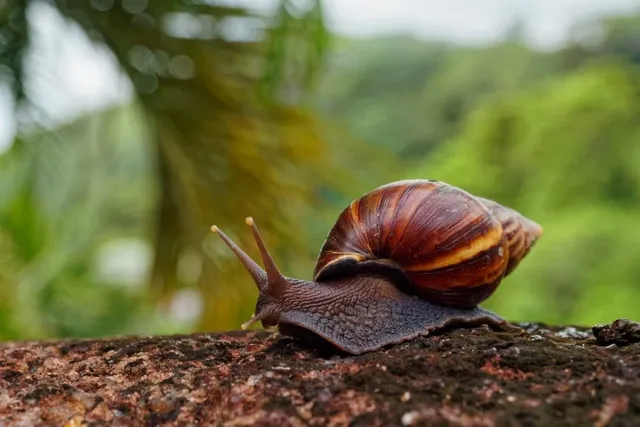 caracol-gigante-africano-864x576.webp