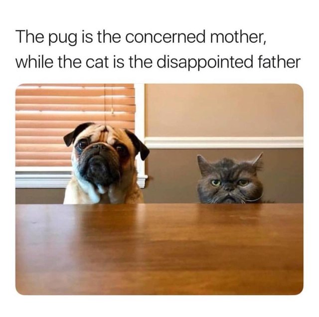 animalparents.jpg