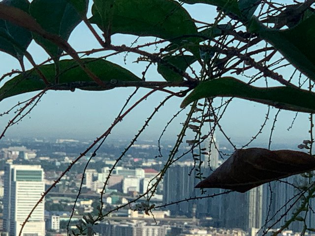 trees and buildings2.jpg