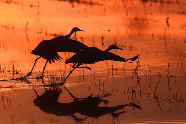 bosque del apache.jpg