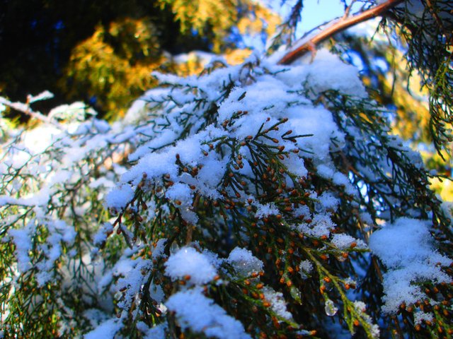 DSC00890-22223.jpg