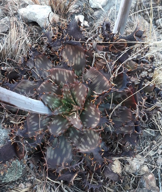 Aloe zebrina Sept.jpg