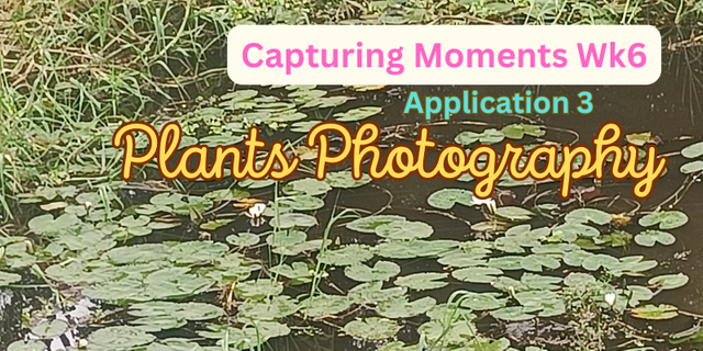 Plants Photography (1).png