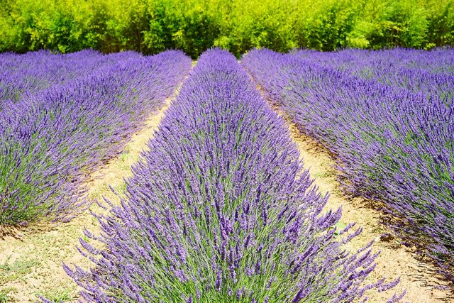 lavender-field-1595499_1280.jpg