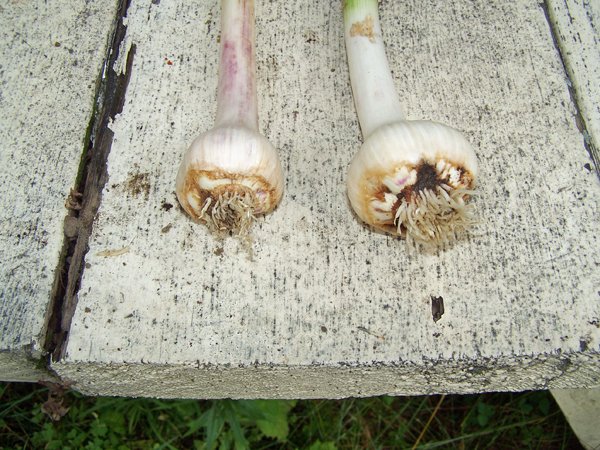 Digging garlic - Too old garlic2 crop July 2019.jpg