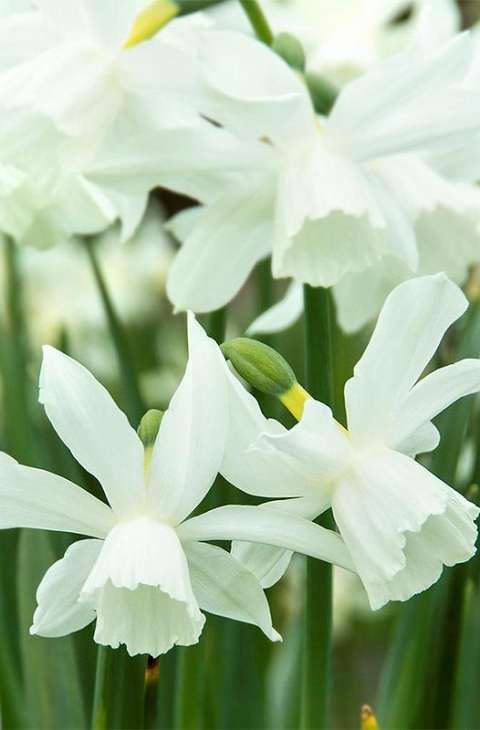 narcis-narcissus-thalia-narcisnarcissus-thalia_5f4fa7d18665b.jpg