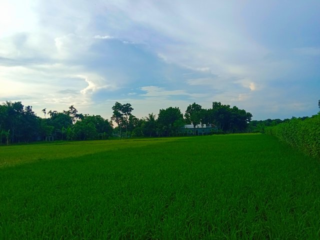 IMG_20250617_074625.jpg