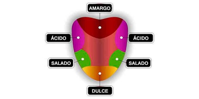 sabores-lengua-papilas.jpg