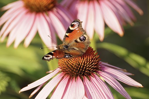 Pixabay echinacea.jpg