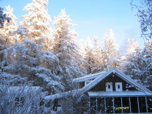 Hoare frost spruce trees and sunroom south view beautiful.JPG