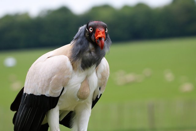 king-vulture-1591514_1280.jpg