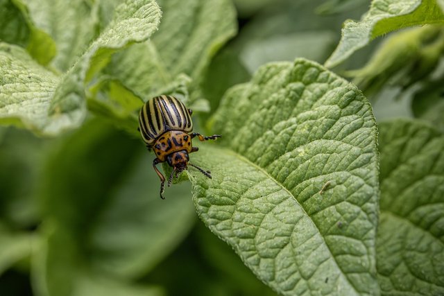 colorado-beetle-8865996_1280.jpg