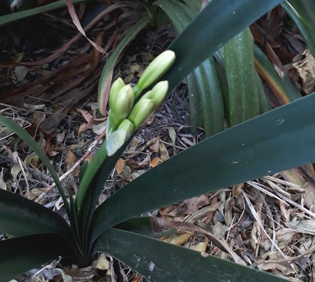 clivia buds.jpg