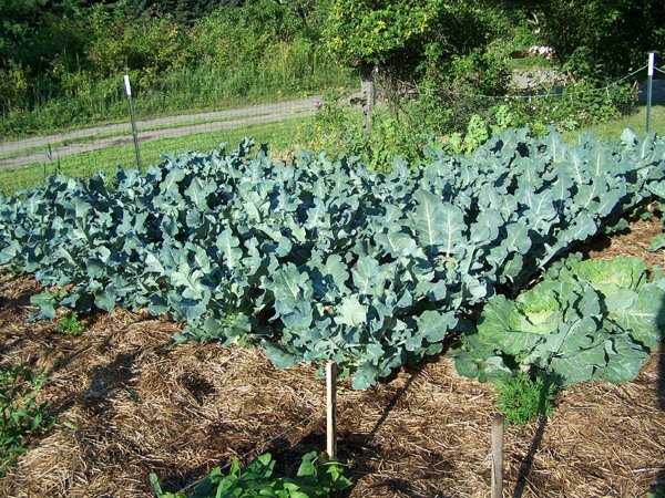 Big garden - brassicas1 crop July 2018.jpg