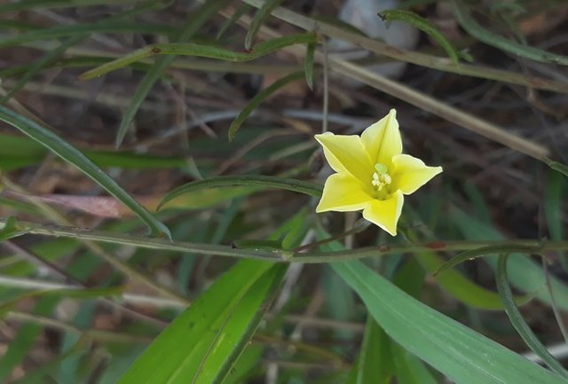 Xenostegia tridentata.jpg