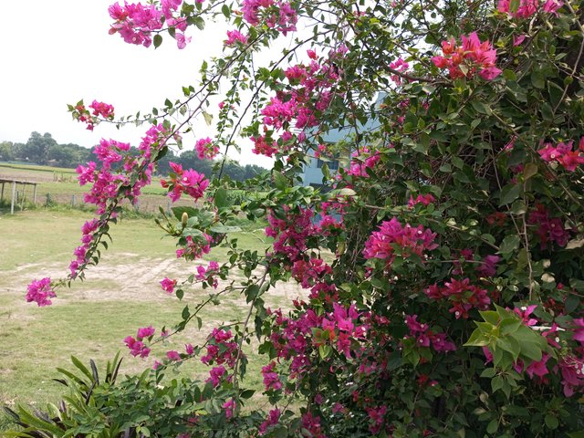IMG_20250430_125410_615.jpg