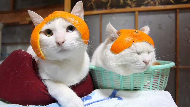 Orange on sale peel cats