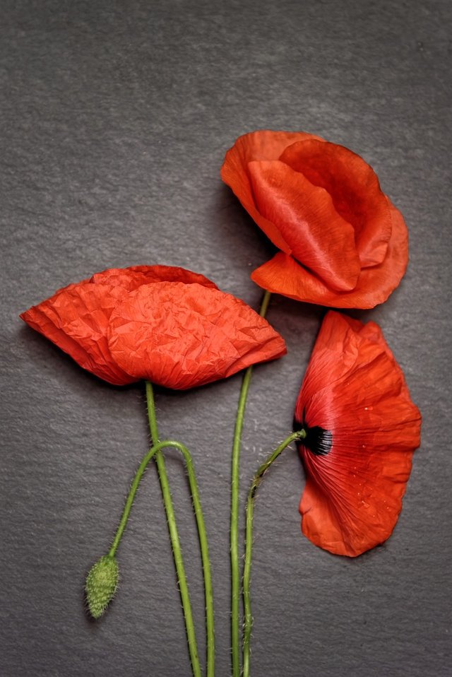 poppies-6394381_1280.jpg