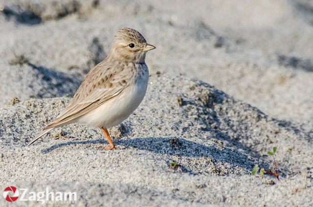 Sand Lark.jpg