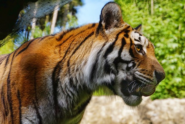 tiger-3524926_1280.jpg
