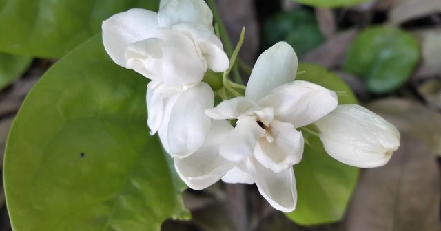 jasmine ka phool.jpg