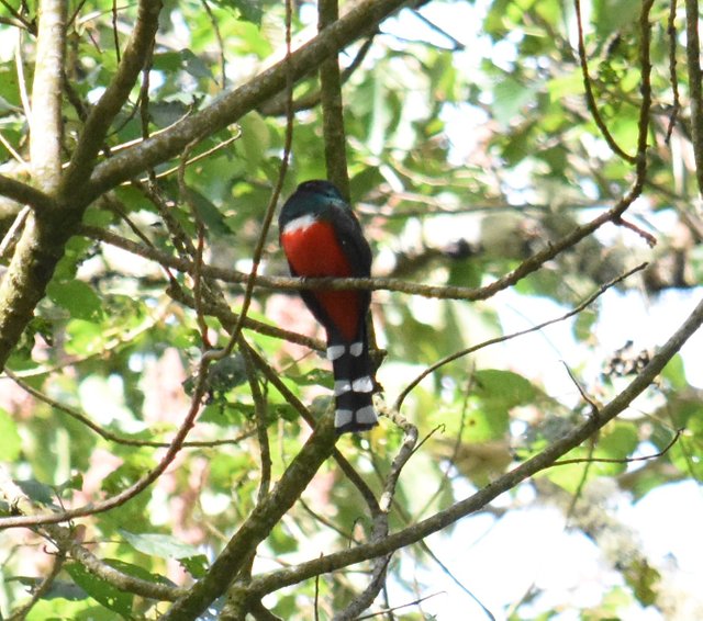 Mountain Trogon_4784.JPG