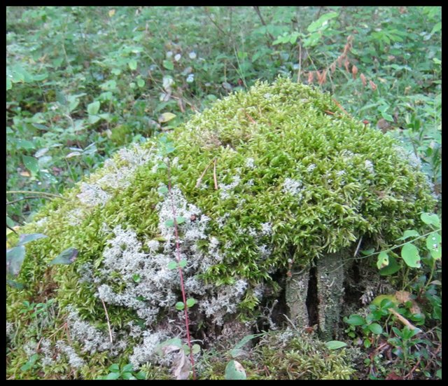 moss covered stump that looks like a fairy home.JPG