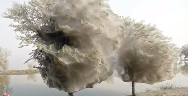 Spiderweb trees in Pakistan.png