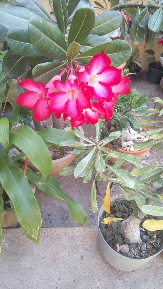 foto7.jpg