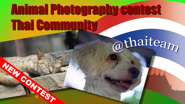 Animal Photography contest.png