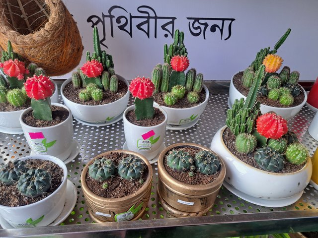 1000073700.jpg