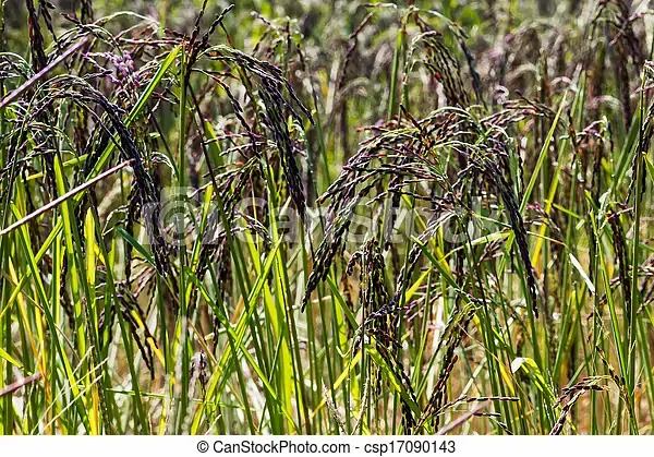 black-rice-plant-in-rice-field-at-stock-photo_csp17090143.webp