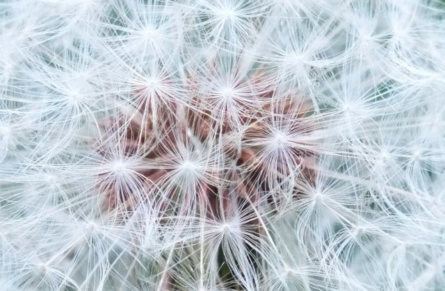 0736-Dandelion.jpg