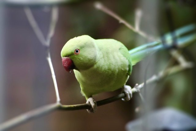 parakeet-7729519_1280.jpg