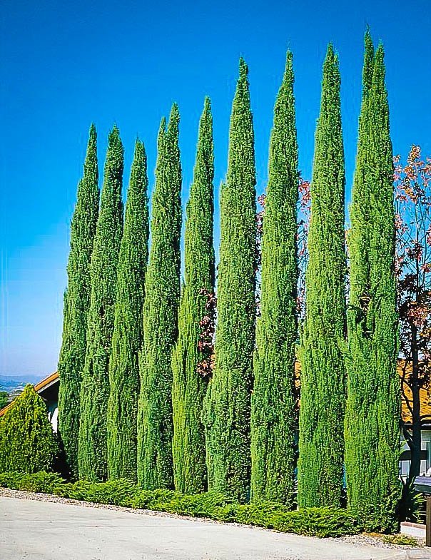 Italian-Cypress-Tree.jpg