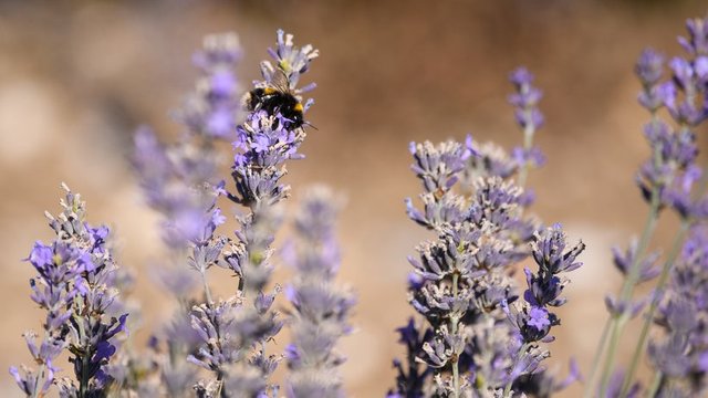 volksbegehren-rettet-bienen-rekord-beteiligung.jpeg.jpg