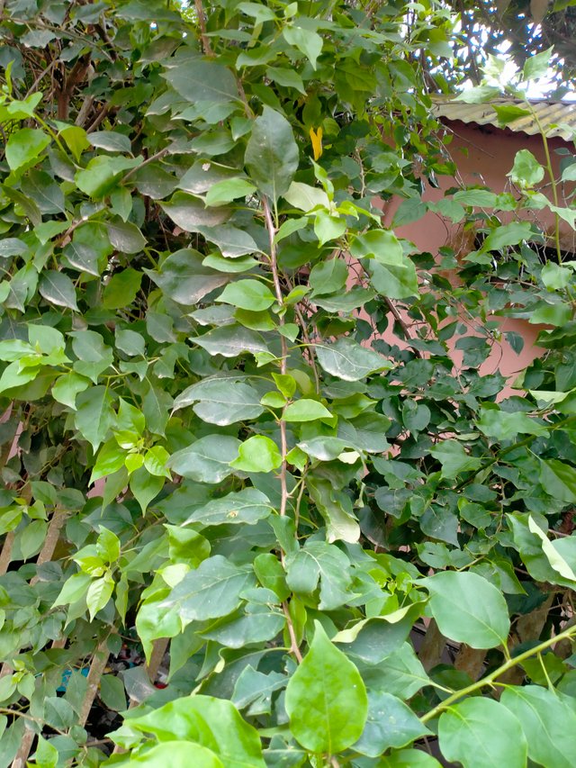 IMG20250716110103.jp