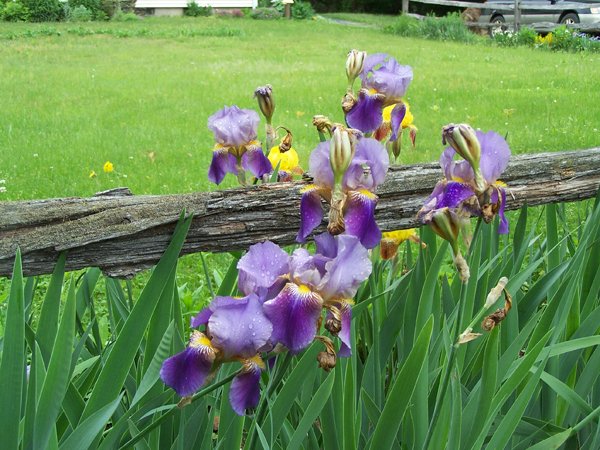 7th Section - pale purple-deep purple iris crop May 2015.jpg