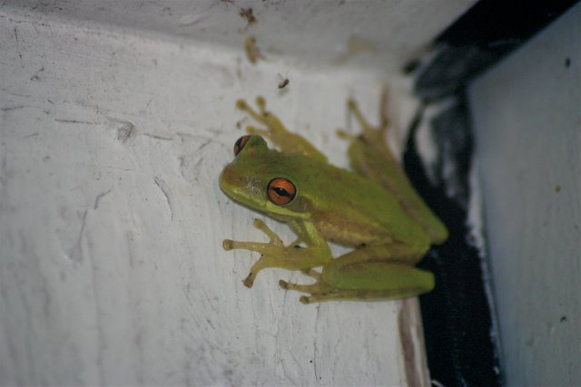 frog night.jpg