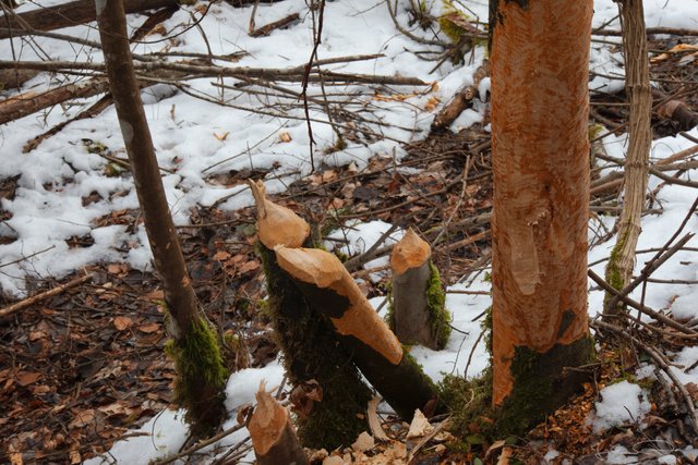 2019-02-10-Rosental-Drau-Beavers-Work-01.jpg