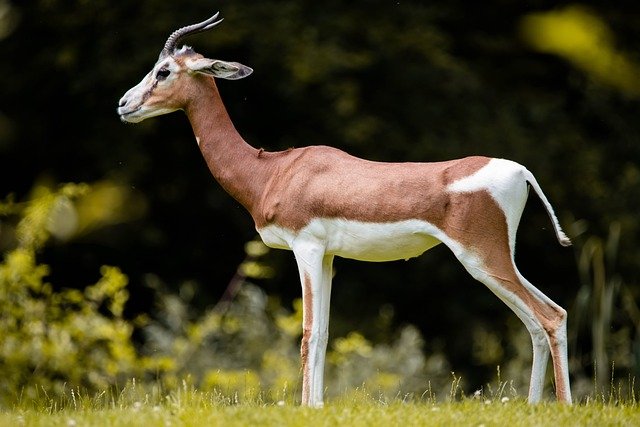 gazelle-5388128_640.jpg