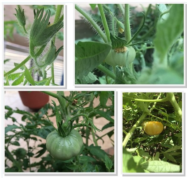 tomates-111.jpg