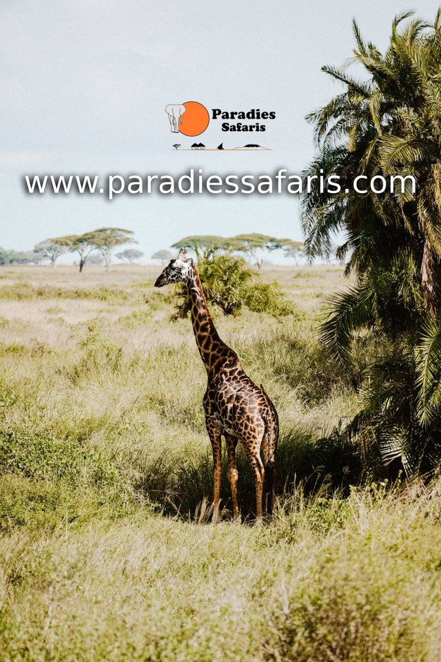 giraffe-auf-Safari-paradiessafaris-tansania.jpg