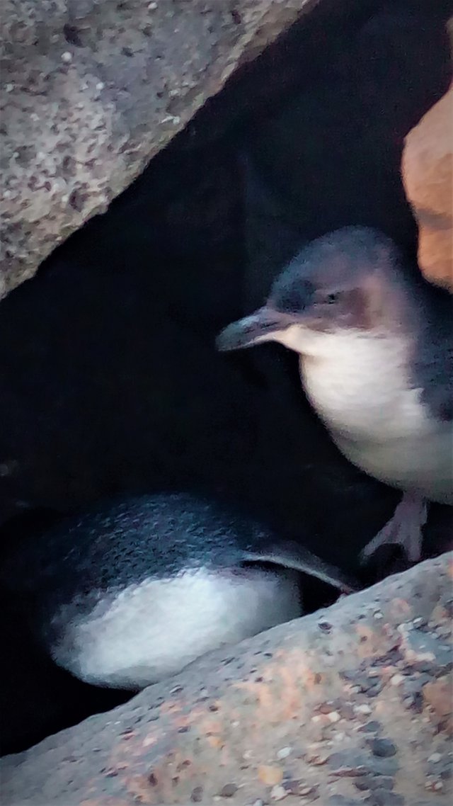 St Kilda Pier Penguin Colony Victoria Australia Steemit